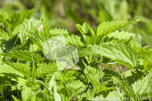 Image of nettle leaves