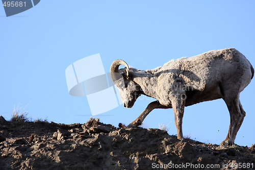Image of bighorn sheep digging up roots