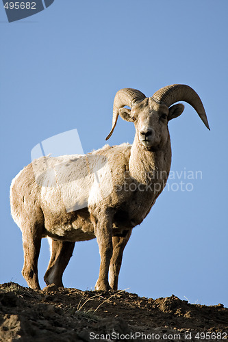 Image of bighorn sheep atop cliff