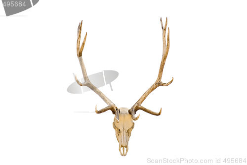 Image of Elk skull isolated