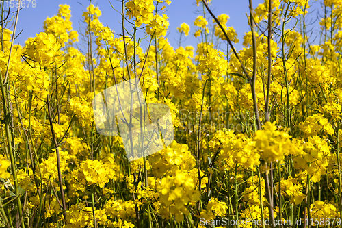Image of rapeseed in the field