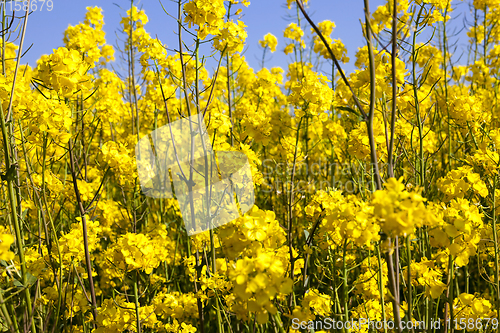 Image of rapeseed in the field