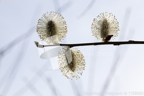 Image of three flowers