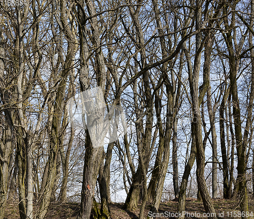 Image of bare deciduous trees