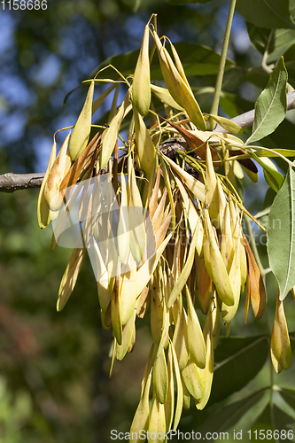 Image of ash seeds