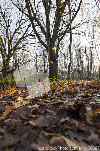 Image of autumn oak foliage