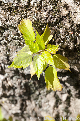 Image of tree trunk young