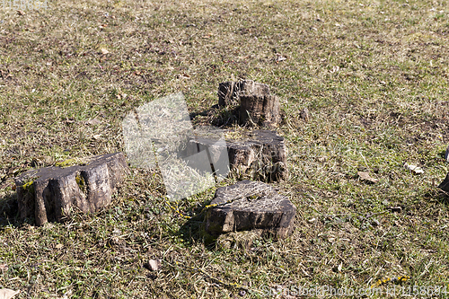 Image of tree trunks