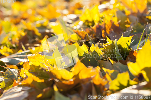 Image of fallen leaves of a maple