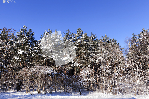 Image of Trees in the frost