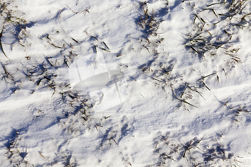 Image of dry grass in the snow-covered field