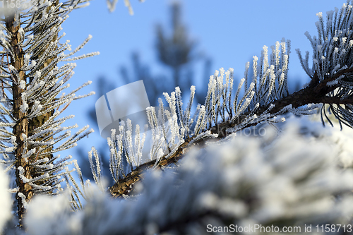 Image of Pines in the frost