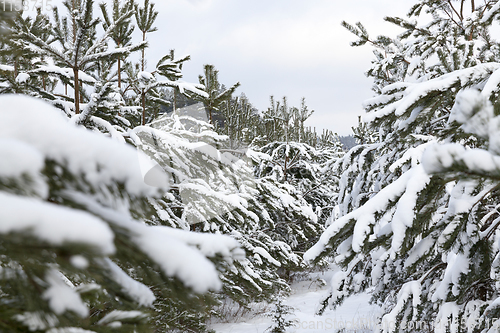 Image of Snow drifts in winter