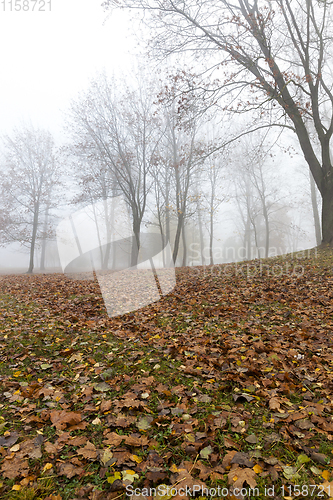 Image of Autumn forest, fog