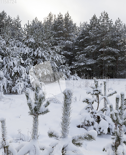 Image of Forest in winter