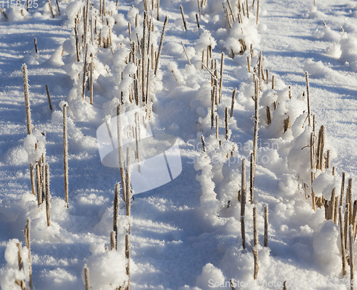 Image of Field in the snow