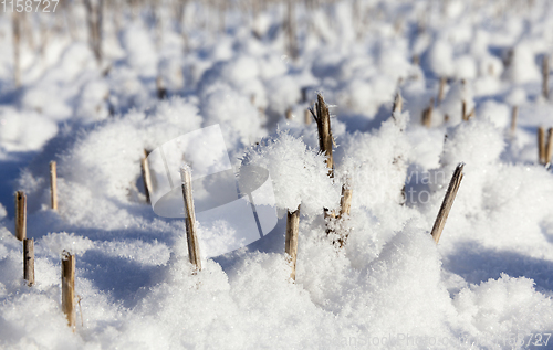 Image of Snow drifts in winter