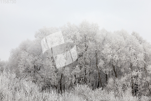 Image of Trees in the frost