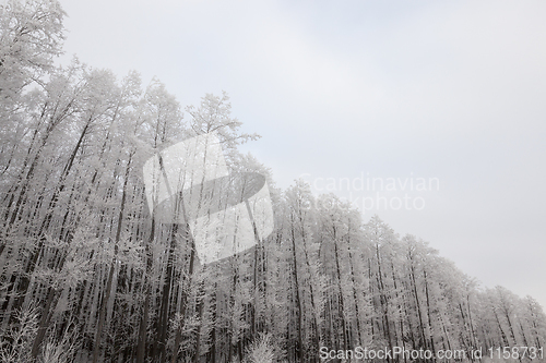 Image of Winter forest, frost