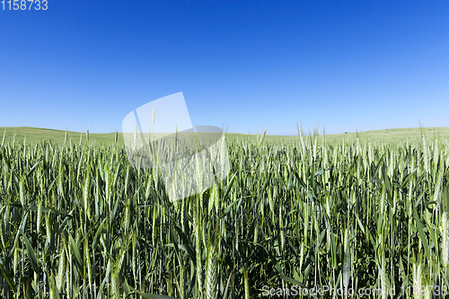 Image of green unripe cereal