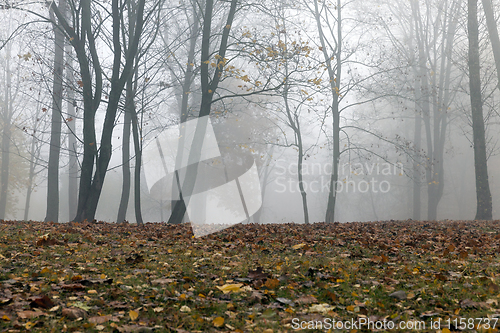 Image of Autumn forest, fog