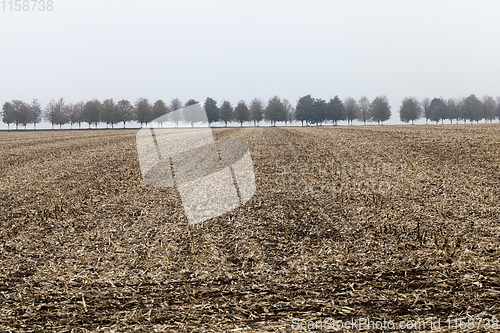 Image of Cut the stalks of corn in the autumn