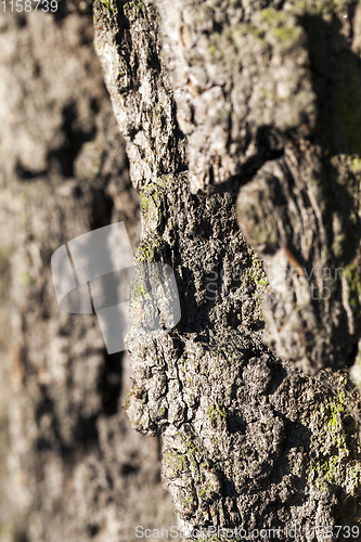 Image of Tree bark, close-up