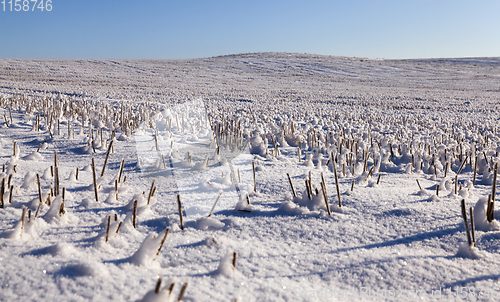 Image of Snow covered field