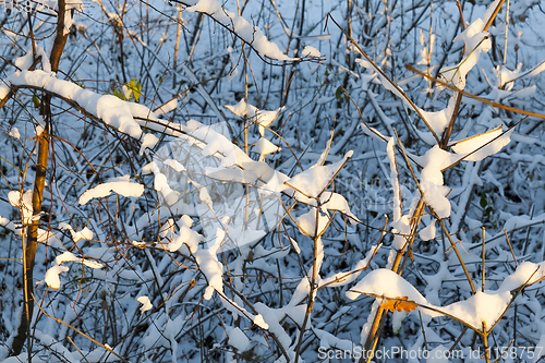 Image of trees in the snow