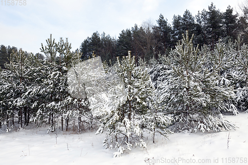 Image of Snow drifts in winter