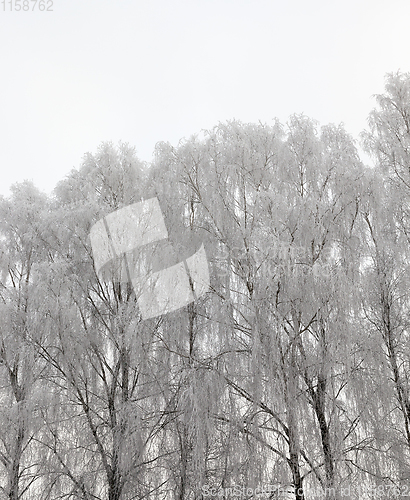 Image of Photographed winter forest