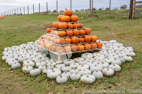 Image of pyramid from Autumn harvested pumpkins