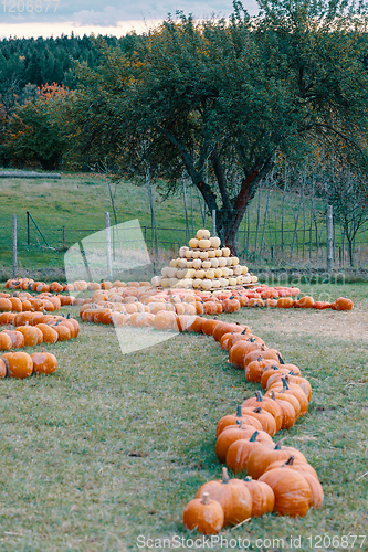 Image of pyramid from Autumn harvested pumpkins