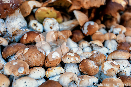 Image of background from collected mushrooms boletus in pile