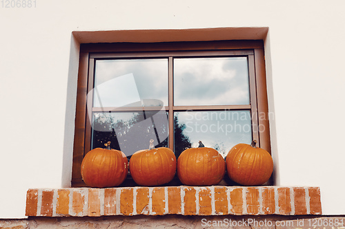 Image of Ripe autumn pumpkins on the farm