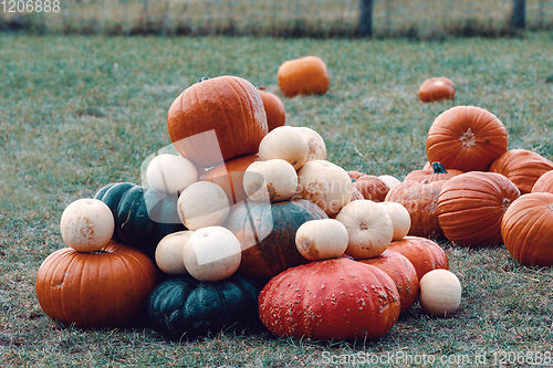 Image of Ripe autumn pumpkins on the farm