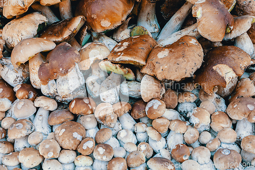 Image of background from collected mushrooms boletus in pile