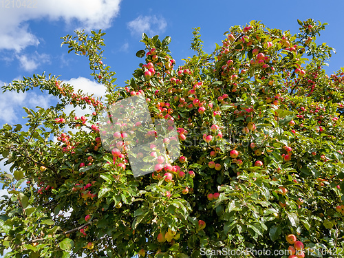 Image of Red apples on apple tree branch