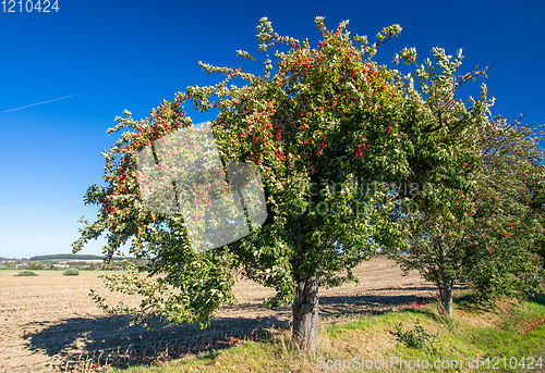 Image of Red apples on apple tree branch