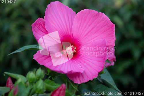 Image of beautiful Swamp Rose Mallow flower