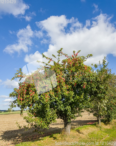 Image of Red apples on apple tree branch