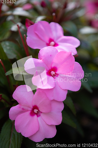 Image of Pink New Guinea Impatiens