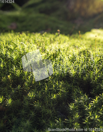 Image of sunny moss closeup