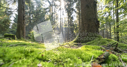 Image of sunny forest scenery