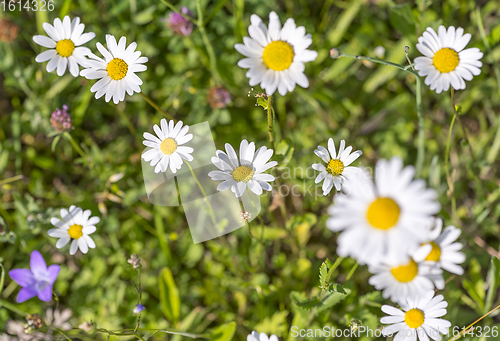 Image of wildflowers at spring time