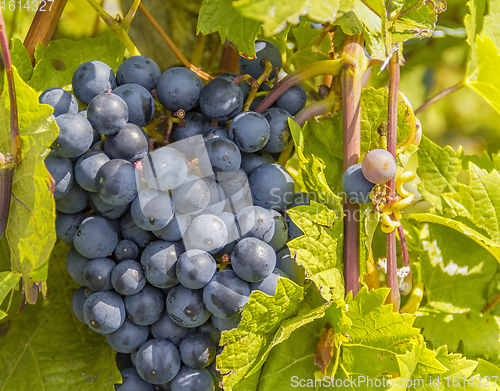 Image of blue grapes closeup