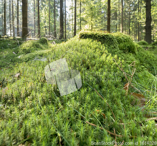 Image of sunny forest scenery