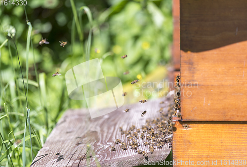 Image of Beehive and bees