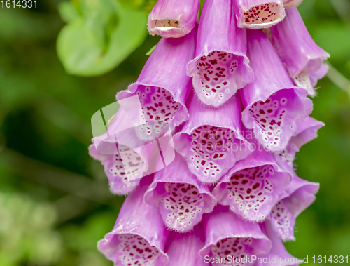 Image of common foxglove flowers