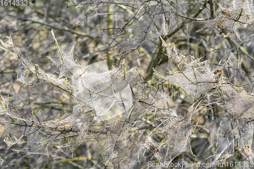 Image of ermine moth web